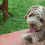 Dog Tired in Conil: Cleaning,