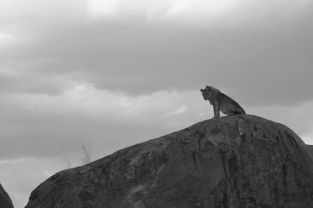Lions in the Serengeti 