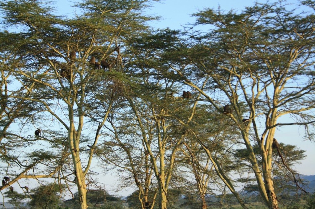 Rafiki Lion King 