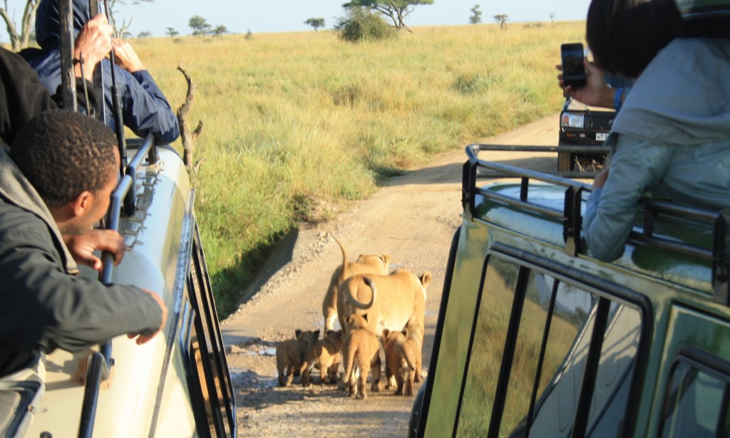 Lion King in the Serengeti 