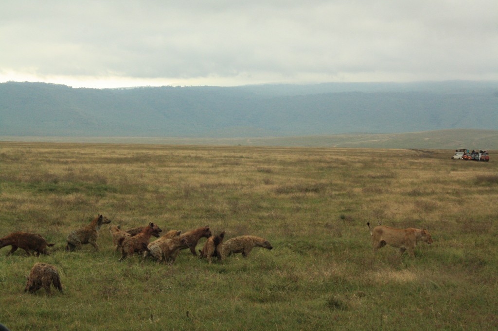 Lion King hyenas