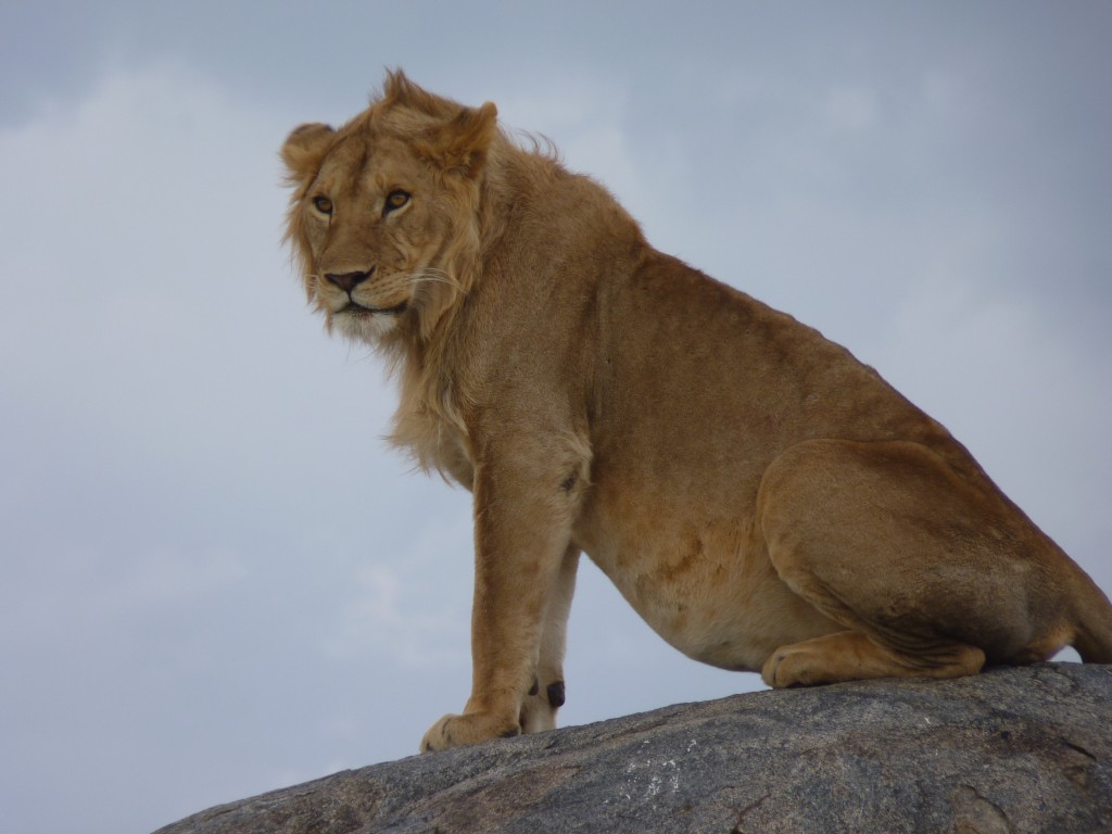 Lions in the Serengeti 
