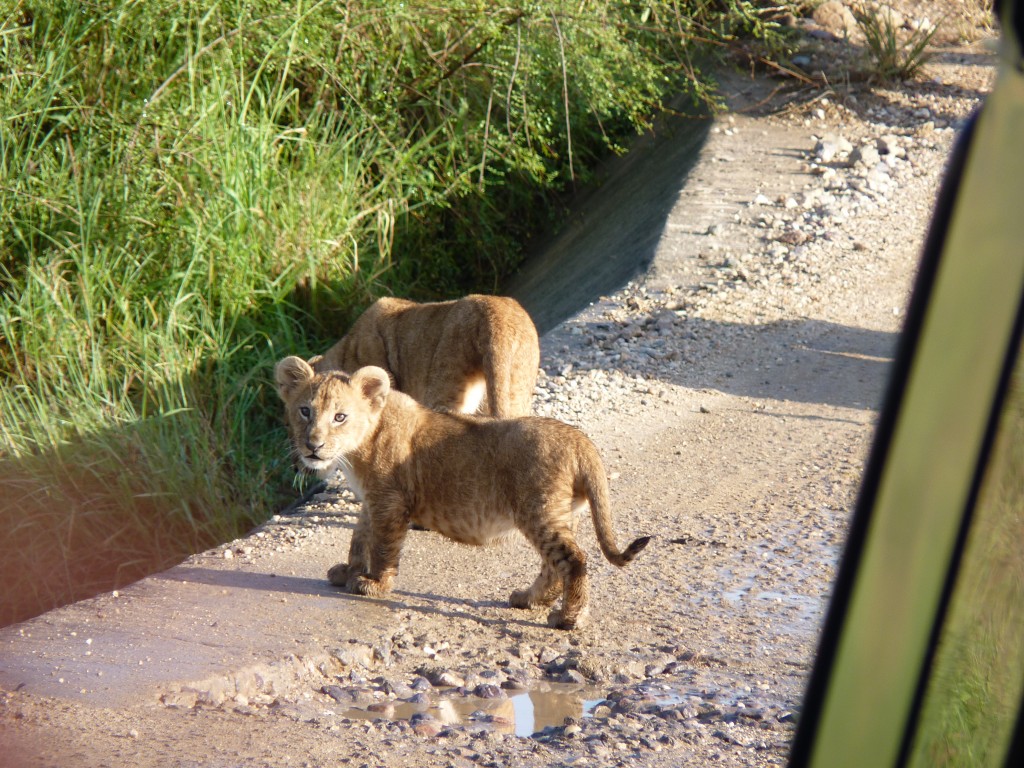 Lions on Safari 