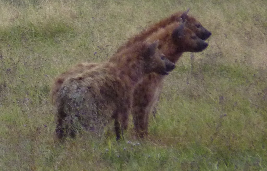 Cast of the Lion King in the Serengeti
