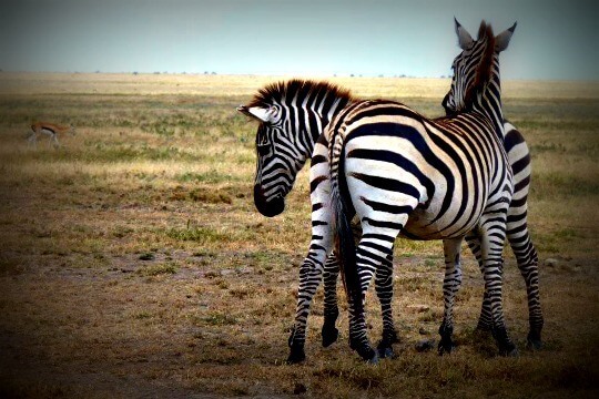 Zebras in Serengeti