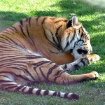 Meet the Animals at Australia Zoo