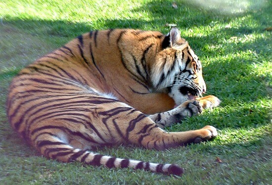Meet the Animals at Australia Zoo