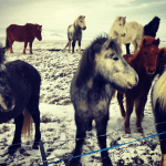 2 Minutes in Iceland: Reykjavik, Blue Lagoon, Icelandic Horses, Geysirs and Gulfoss