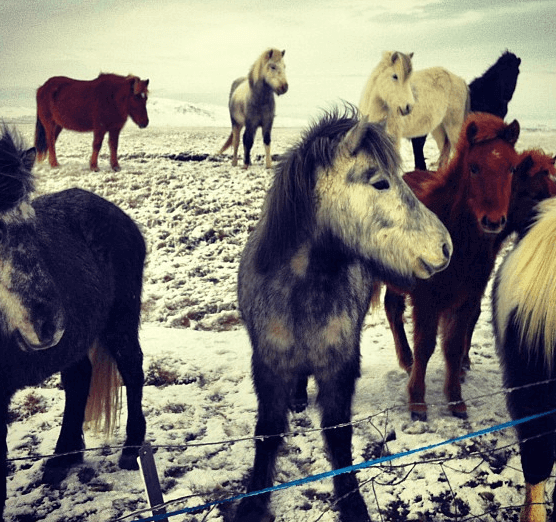 2 Minutes in Iceland: Reykjavik, Blue Lagoon, Icelandic Horses, Geysirs and Gulfoss