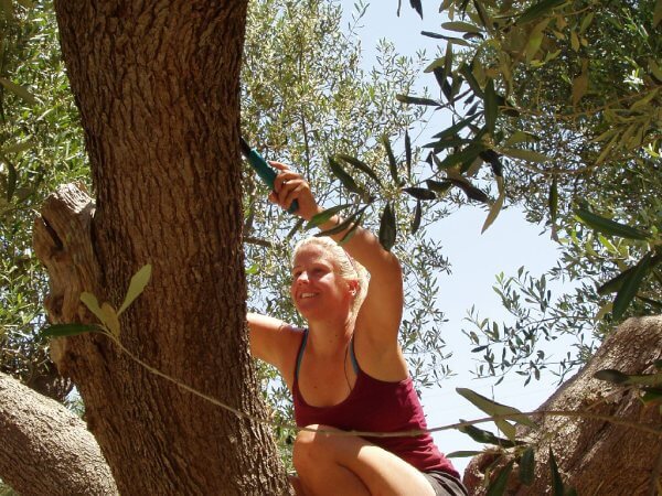 Me pruning olive trees