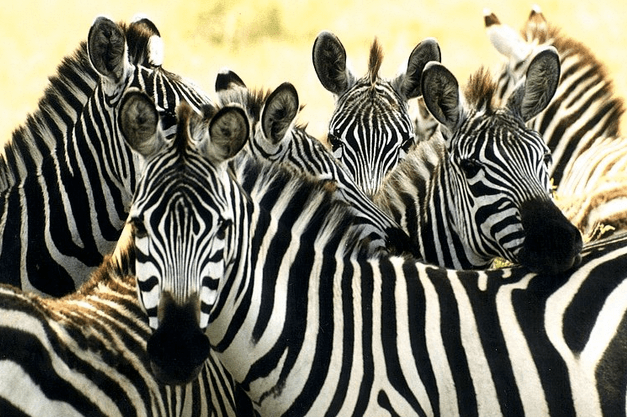 Zebras at the Ngorongo Crater My trip from Zanzibar to Nairobi