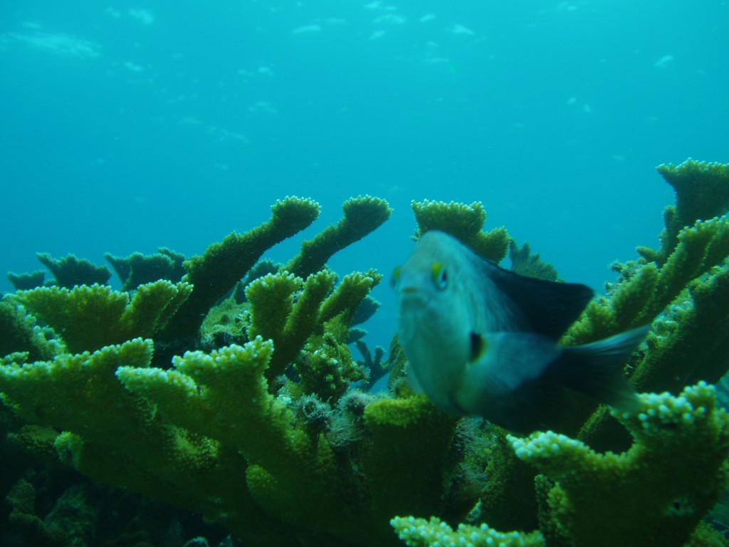 fish in cancun scuba diving in cancun, mexico