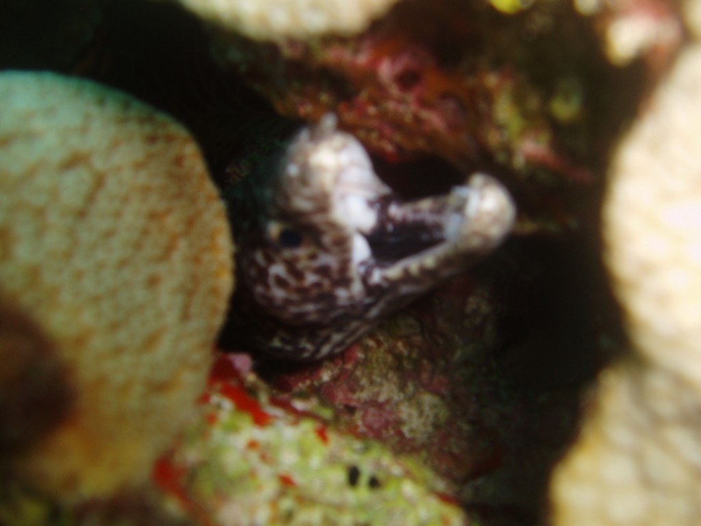 Ocean creatures in Cancun Scuba diving in Cancun