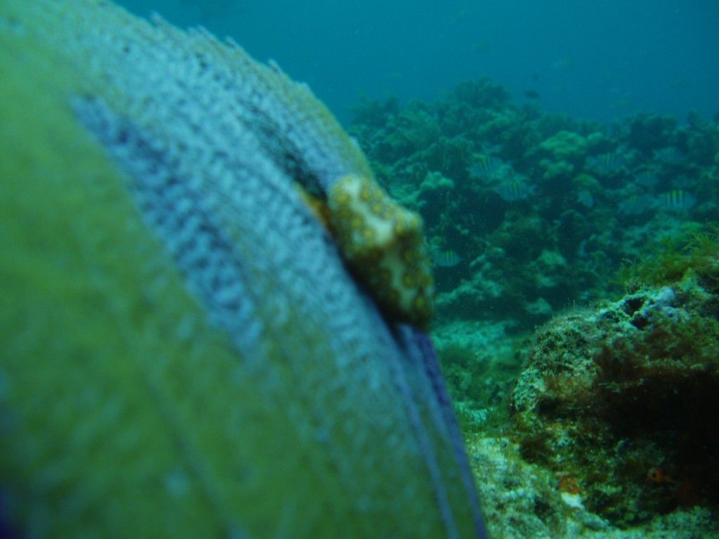 Sucker star under the sea in Cancun Scuba diving in Cancun