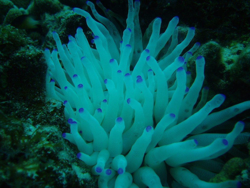 Under the Sea in Cancun Scuba diving in Cancun