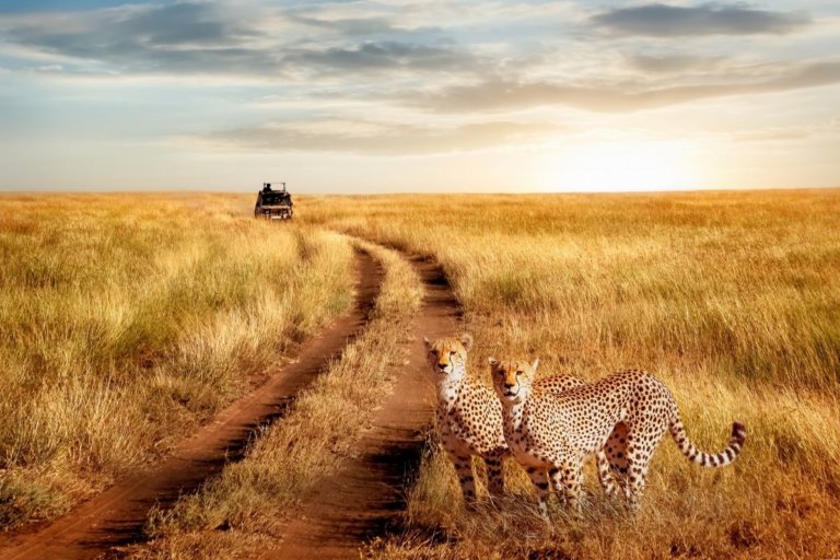 Camping in the Serengeti: What You NEED to Know Before You Go