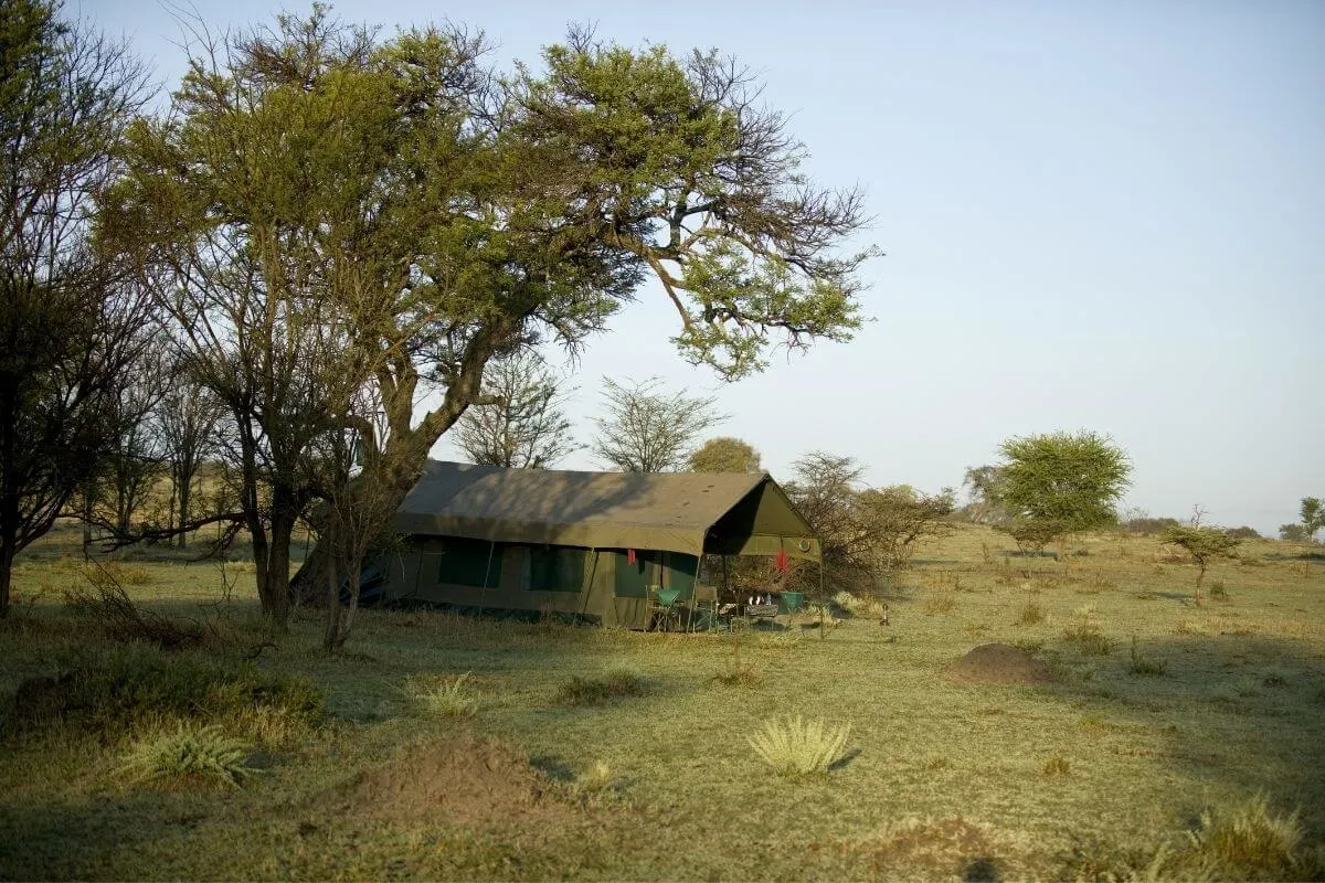 life in the serengeti