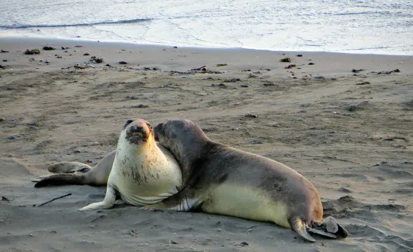 Elephant seal beach 