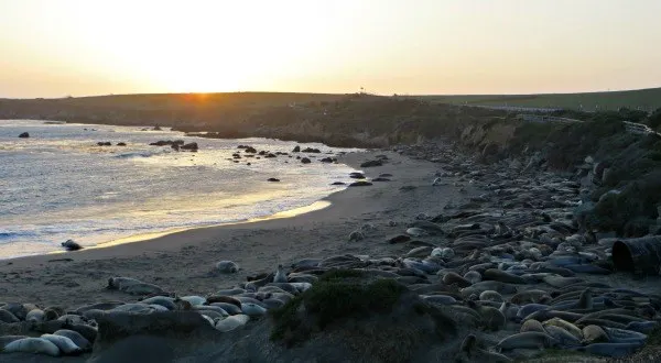 Elephant seal beach 