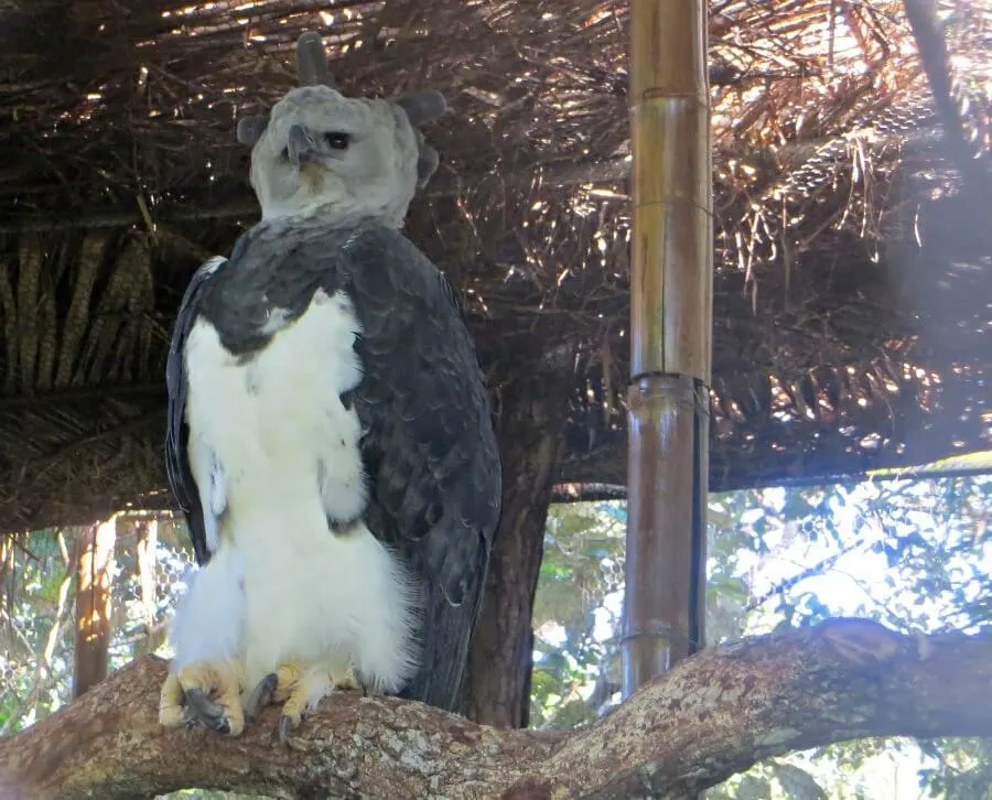 Animals of Belize Zoo