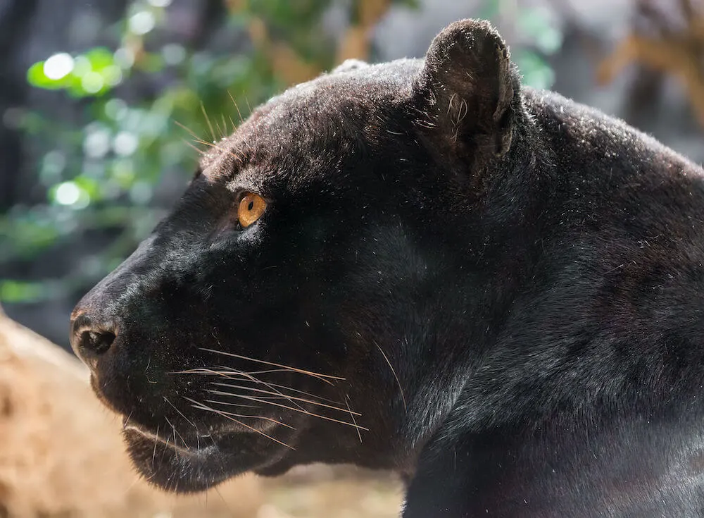 animals at belize zoo