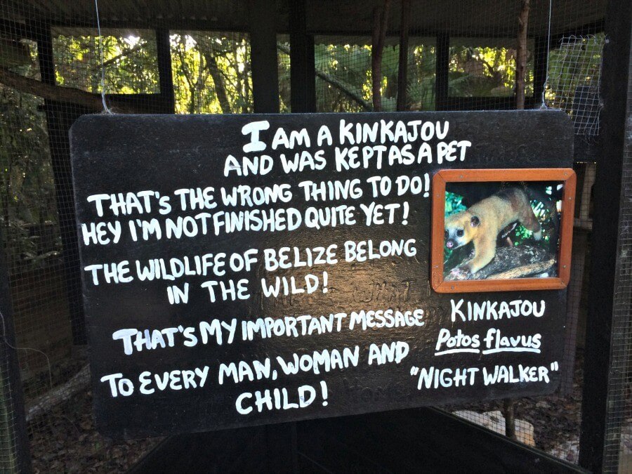 Kinkajou at Belize zoo