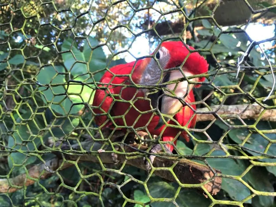 Belize City Zoo