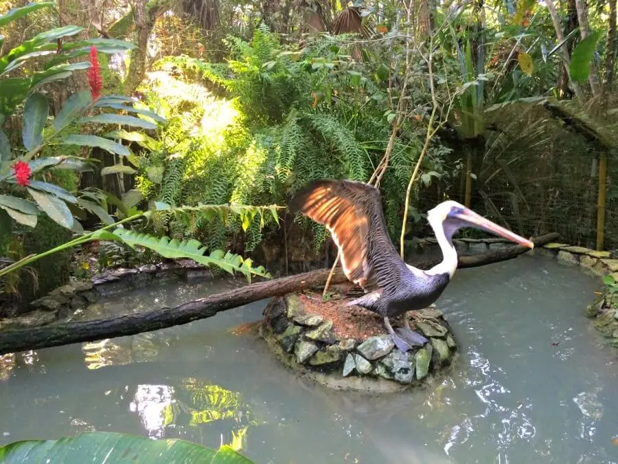 Belize City Zoo