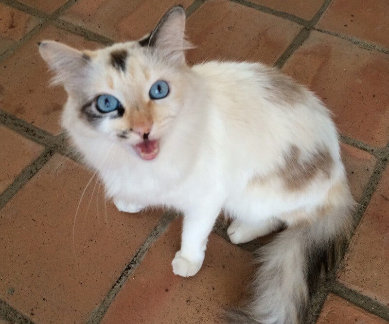 The Sanctuary cat