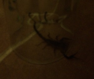 scorpion at the retreat