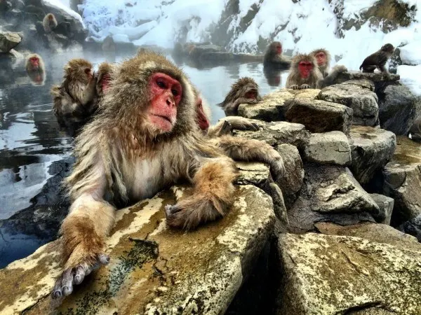 Snow Monkeys in Nagano