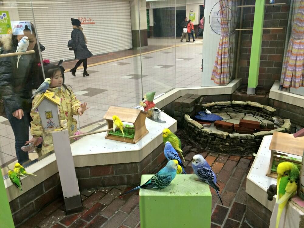 Odari Station aviary in crazy Japan