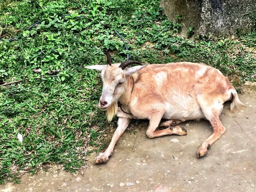 Sleepy goat in Cebu