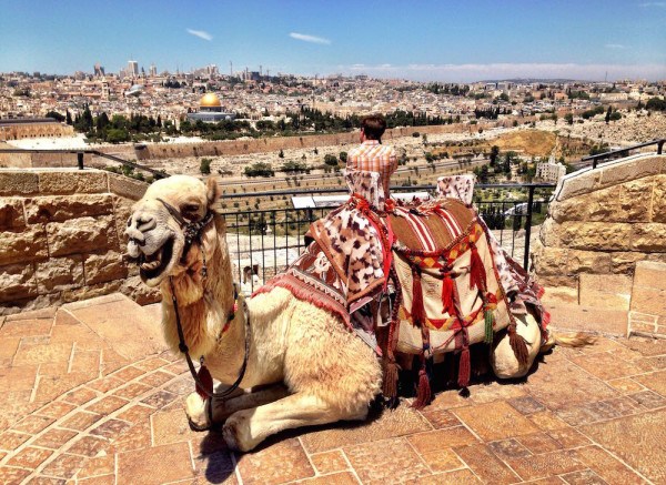 Camel up at the mount of olives