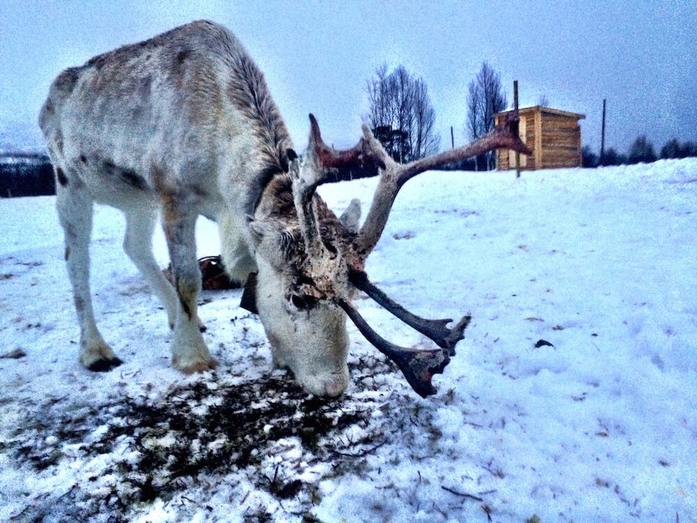 Tromso Reindeer