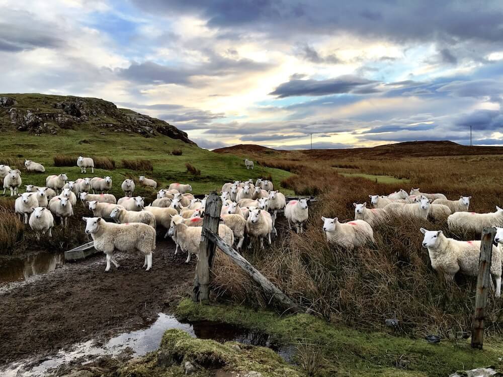 Isle of Skye Sheep