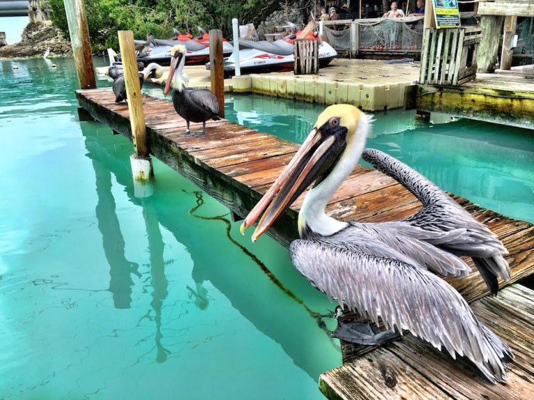 21 Fun & Unique Things to Do in the Florida Keys