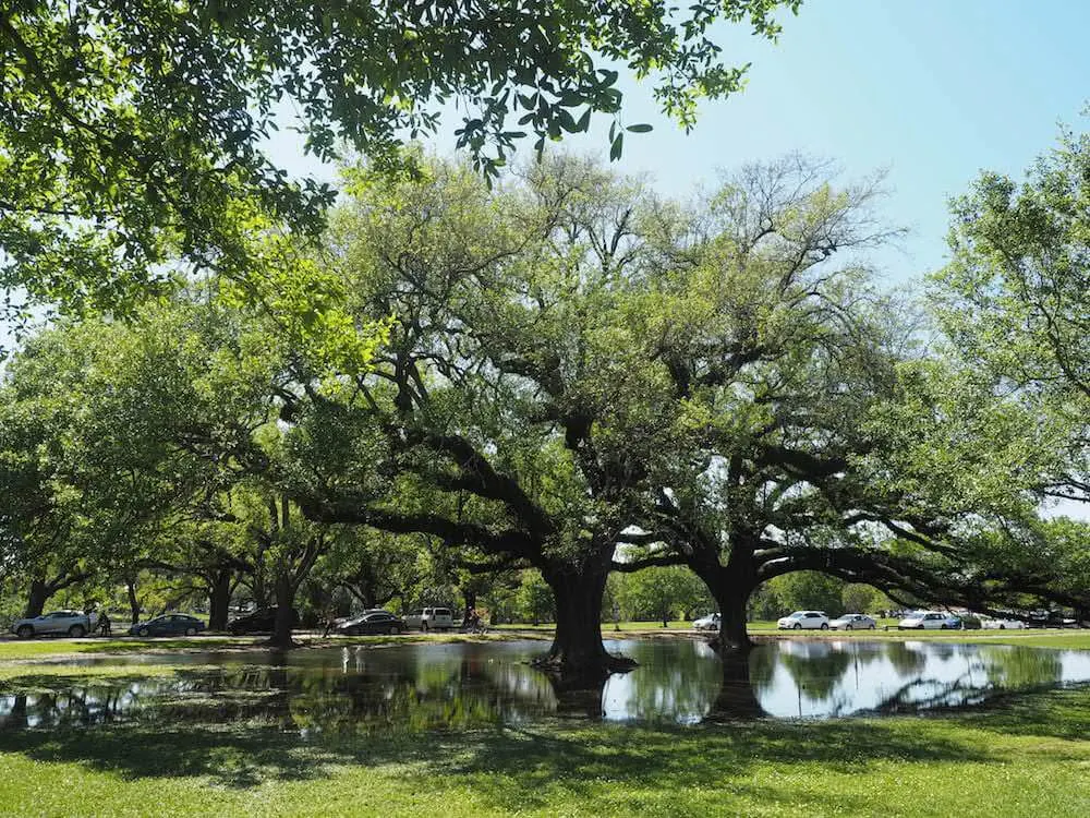Hogs for the Cause Trees