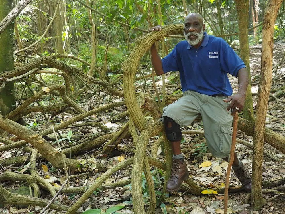 Rainforest Walk in St Kitts