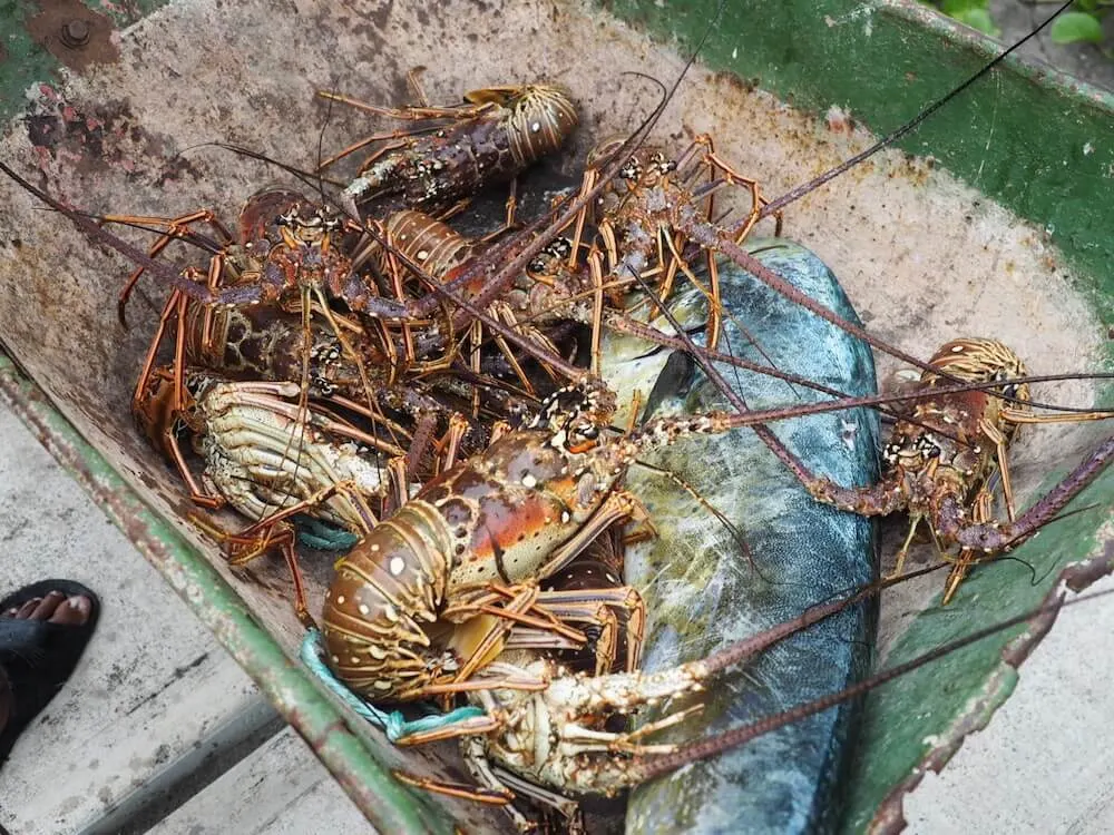 Eating lobster in St Kitts