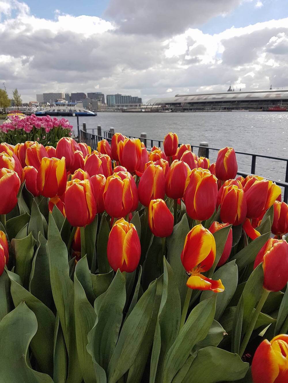 tulips in North Holland Province such as Amsterdam and Haarlem