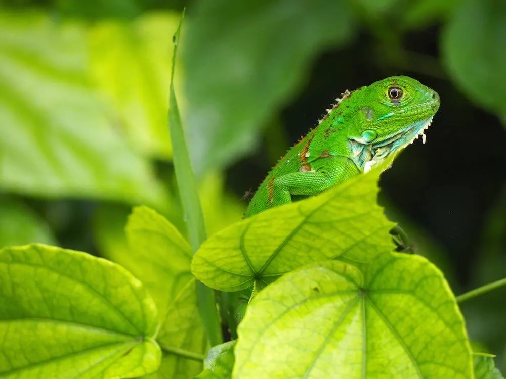 Canal tour costa rica