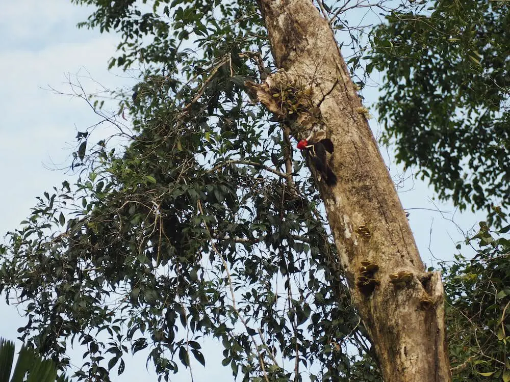 Woodpecker in Costa Rica