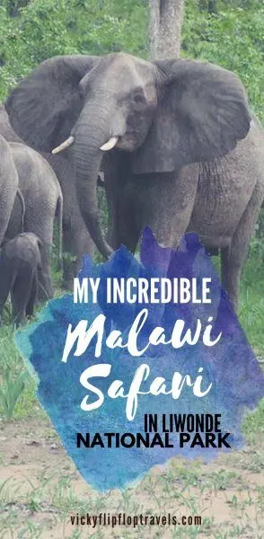 Malawi Safari