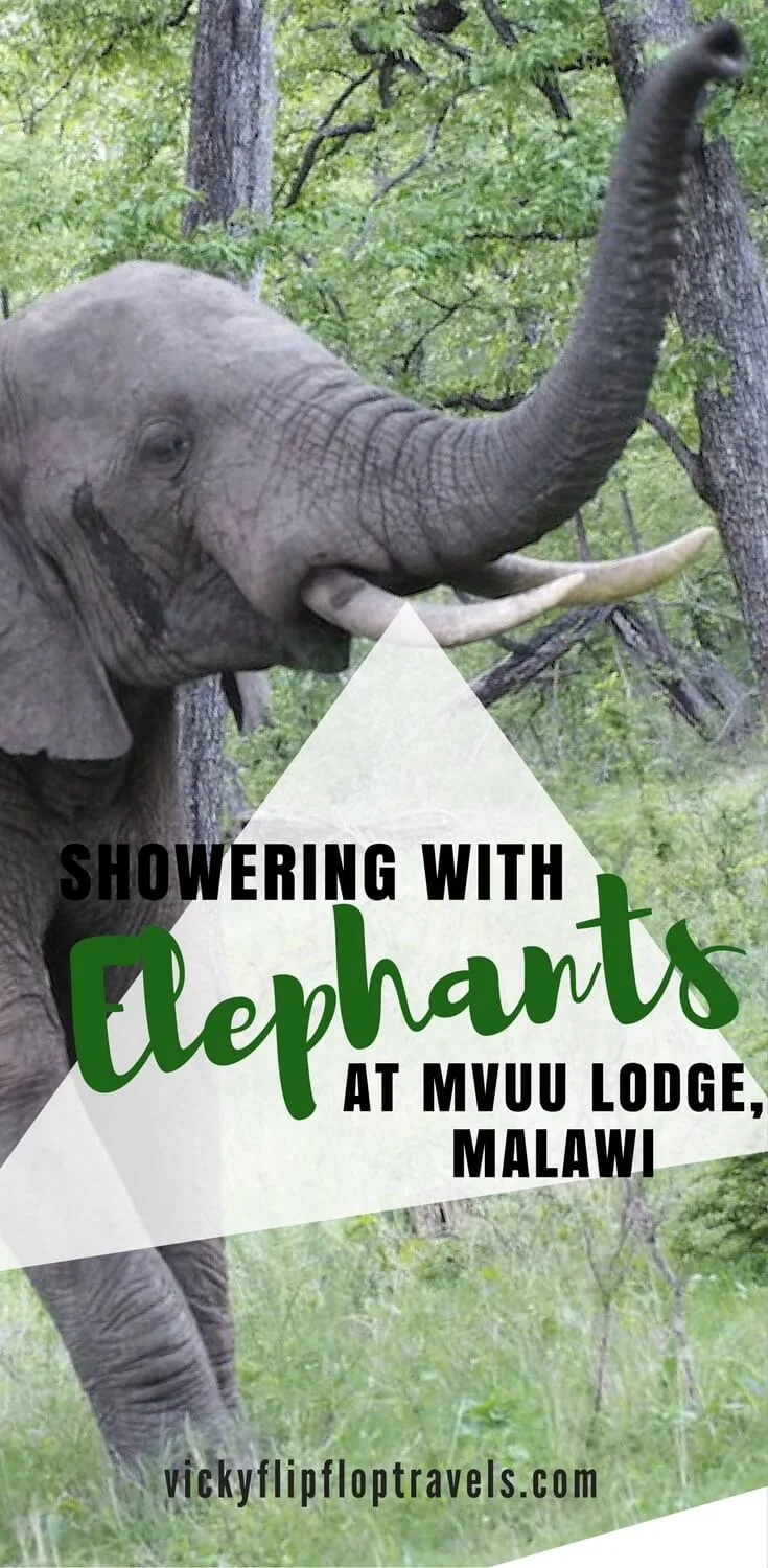 elephants Mvuu Lodge 