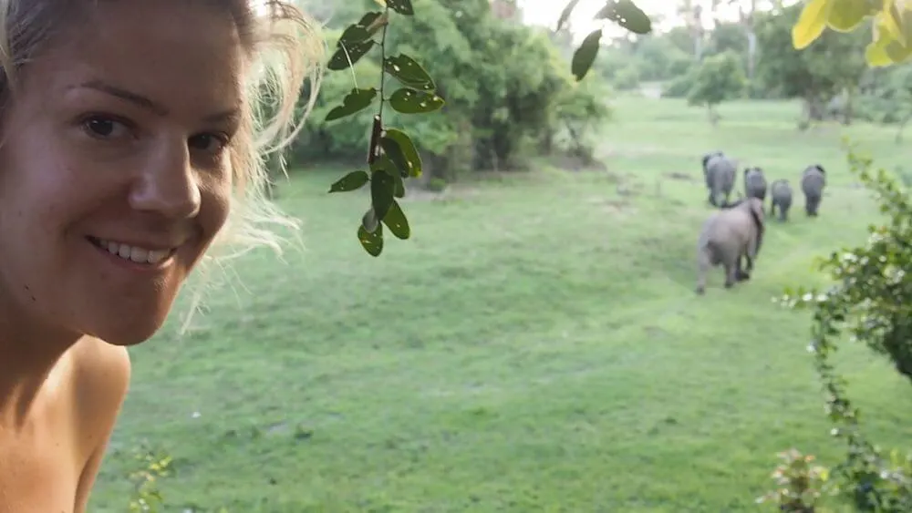 Elephants at Mvuu Lodge 
