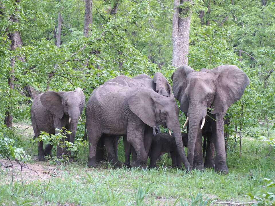 Malawi Safari Elephants