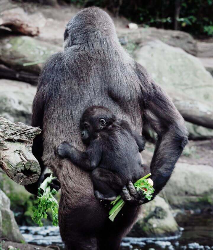 Gorillas in Uganda and Rwanda
