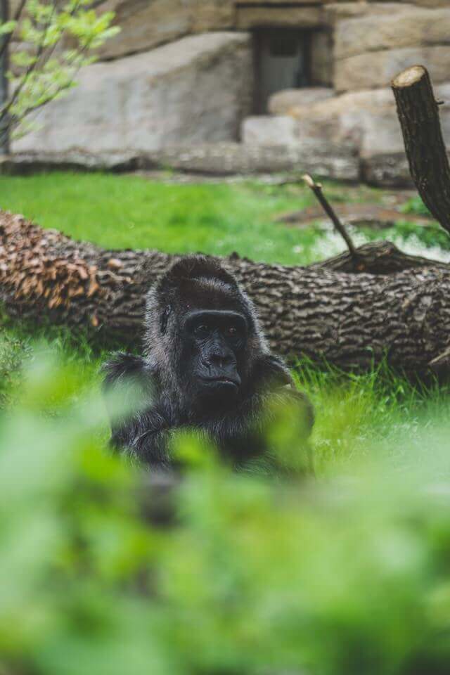 Gorillas in Uganda and Rwanda