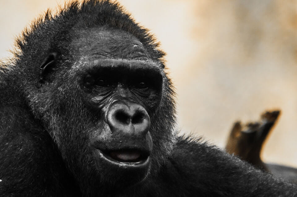 Gorillas in Uganda and Rwanda